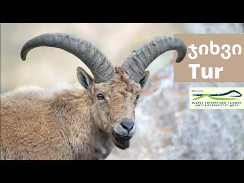 აღმოსავლეთკავკასიური ჯიხვები | East Caucasian tur in Georgia