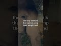 Nature is more terrifying than you think - Elephants are the only animals... #Shorts