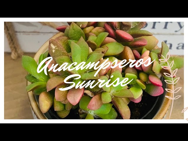 Anacampseros Sunrise Succulent Plant Care & Propagating. Anacampseros  rufescens - YouTube