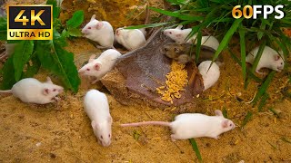 CAT TV: Calm Moments with Mice – Nibbling, Napping & Exploring 🍃🐭 screenshot 5