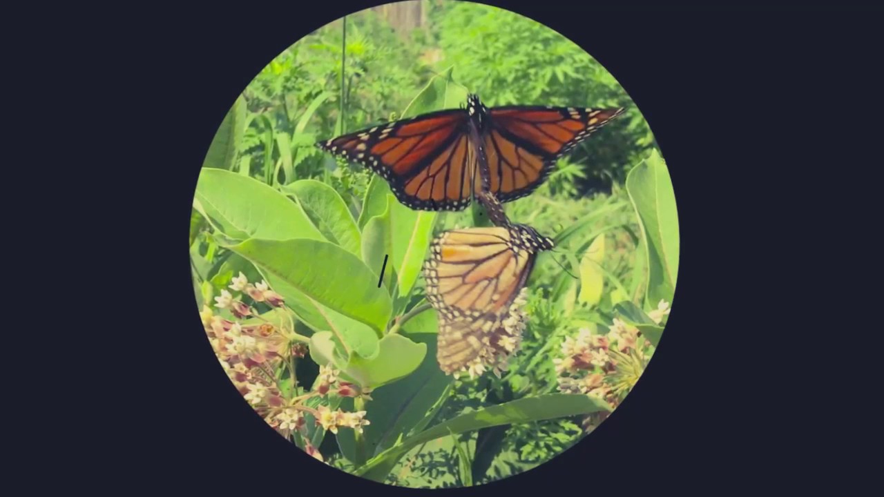 Green Cannabis Field Awesome Outdoor Marijuana Growing