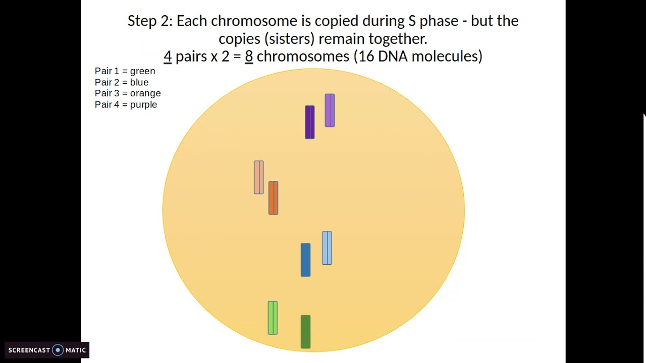 1 3 Mitosis Biology Libretexts