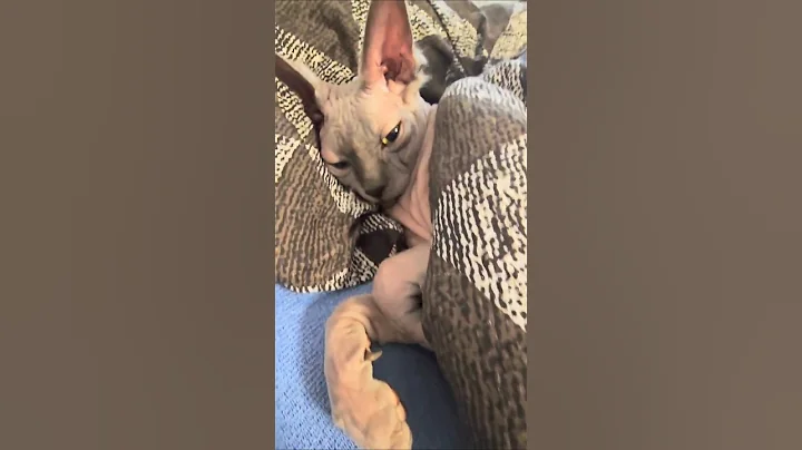 Watch the video about My cat caught in my bed #sphinxcat #cat #sphinx #animals #short #sphynx #cute #kitten #cat #pet