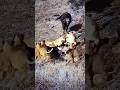 Epic Battle: Lions vs Buffaloes #wildlife #shorts #lion #animals #video #buffalo #nature #safarilife