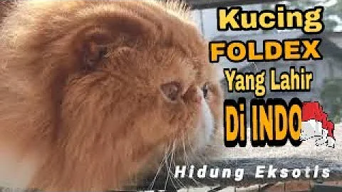 Video 6811491: shorthair scottish fold, kucing scottish fold, kucing exotic shorthair