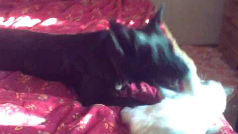 Video 165241: mix cat playing, cat dog fight, cat german