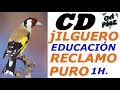 Jilguero chant chardonneret Cd educar a reclamo