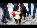 Bernese mountain dog parade breckenridge colorado 2022