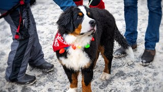 Bernese Mountain Dog Parade Breckenridge Colorado 2022