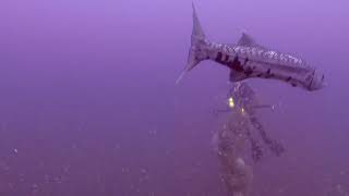 Diving The Valour Shipwreck, North Carolina