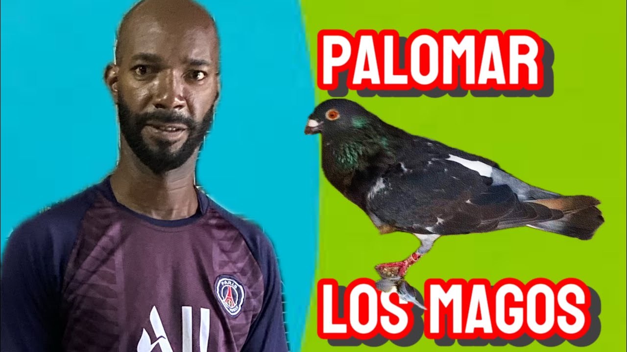 Eldisnay en su palomar, sus reproductores