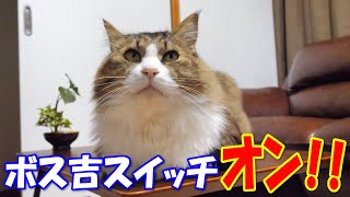 Pastel Cat World Youtubeチャンネルアナリティクスとレポート Noxinfluencer