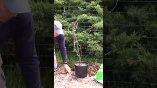 Planting a new grape vine that will grow is not difficult #gardening #garden #plants #grapevine