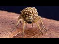 Los escorpiones y arañas se comen a sus madres?, Mitos sobre Escorpiones (Matrifagia)