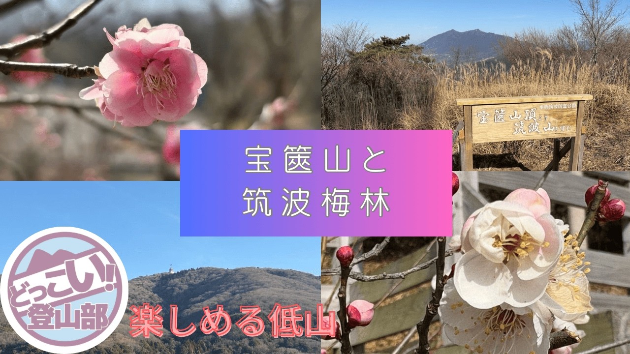 栃木茨城登山旅　2日目宝篋山と筑波梅林　どっこい登山部プラス兄　低山だけど侮れない　低山だけど楽しめる