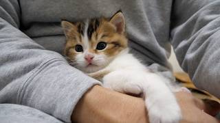 Playing with Nico the kitten before bedtime makes me happy! by Tiny Kitten 157,643 views 12 days ago 3 minutes, 36 seconds