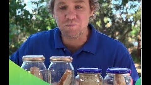 Mouldy bread science experiment.