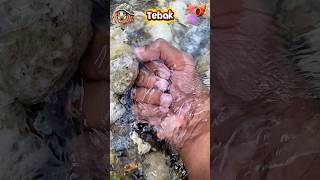 Umang Umang Atau Kerang 