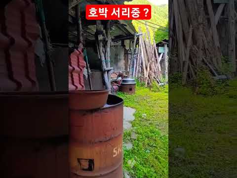 <strong>난닝구</strong> 형님 호박서리 ㄷㄷ