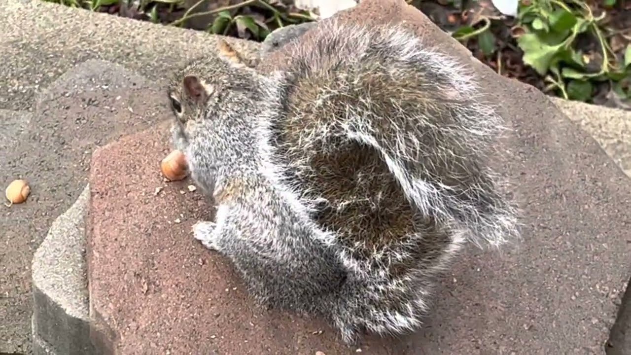 Squirrel Mating Morning