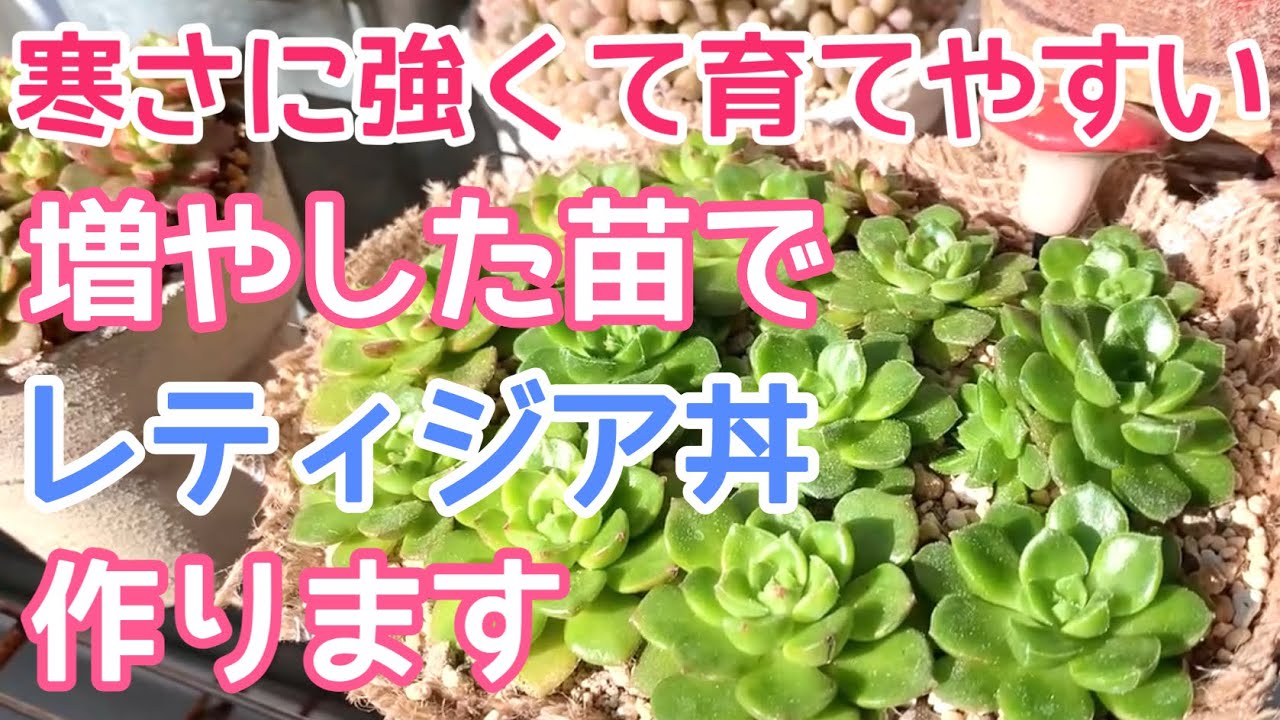 レティジア丼❗️ 抜き苗80苗前後入ってます\u0026オマケに葉挿しの葉ランダム100枚❗️