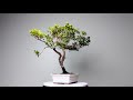 360° Display: Azalea Pre-Bloom