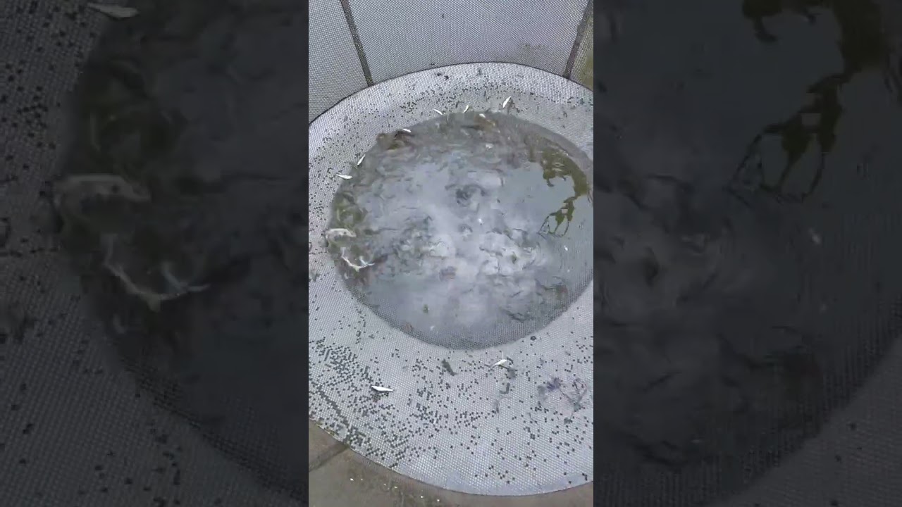 Best net fishing by a women.Lots of fish in one time. 