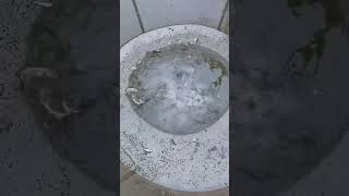 Best Net Fishing By A Women.lots Of Fish In One Time.