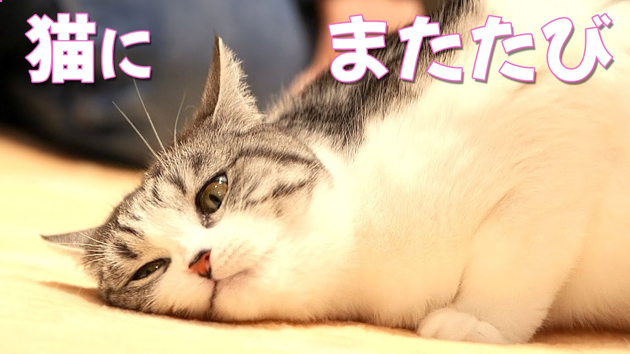 またたびでかつてない反応を見せる猫 スコティッシュフォールド Youtube