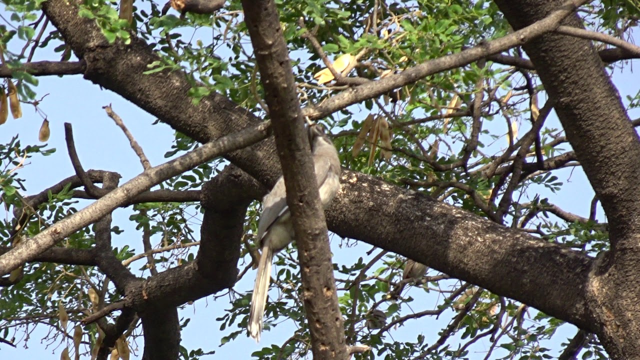 Indian Grey Hornbill 