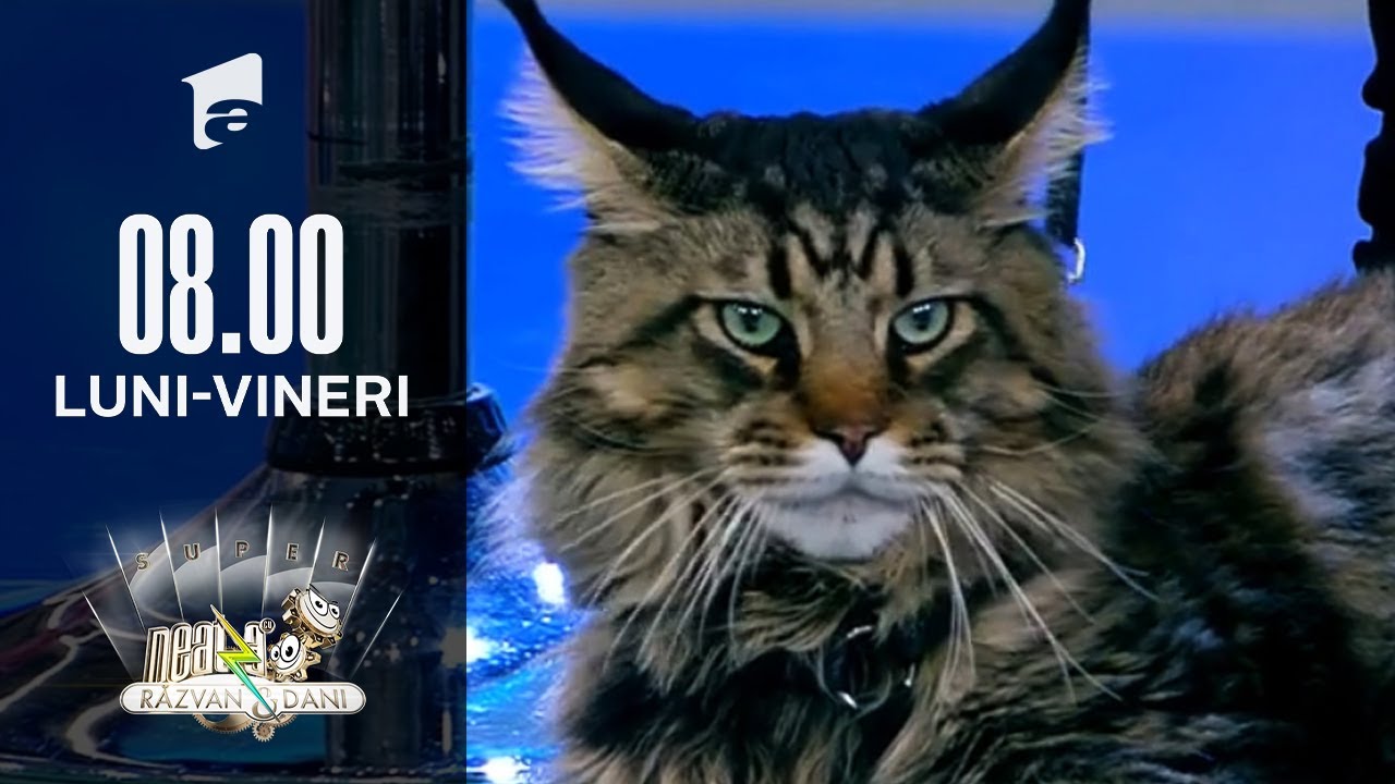 Invitați Neatza  Cele mai frumoase pisici, la expoziția 