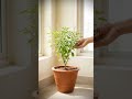 plant good luck new tree