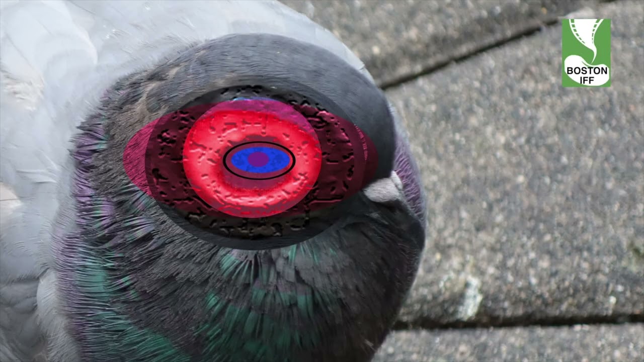 BIFF 2025 The Pigeons Trailers