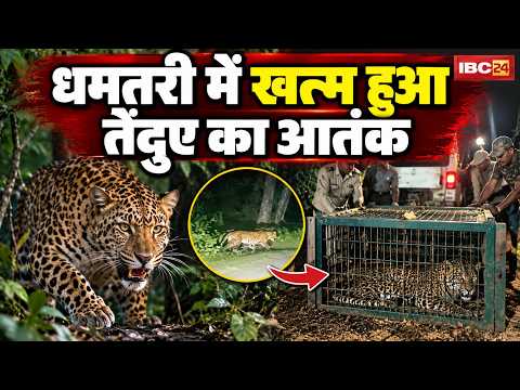 Dhamtari Leopard Rescue LIVE: खत्म हुआ तेंदुए का आतंक। आमानारा गांव में ग्रामीणों ने तेंदुए को पकड़ा