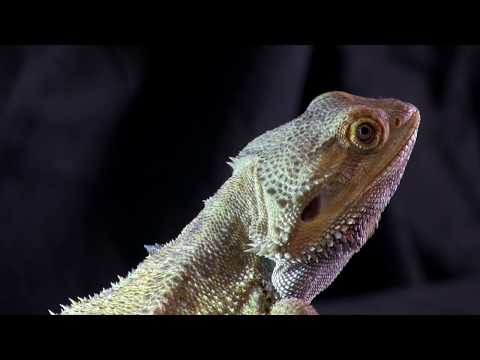 Vidéo: Dragon Barbu De L'intérieur - Pogona Vitticeps Reptile Race Hypoallergénique, Santé Et Durée De Vie