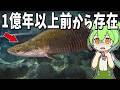 生物の謎7選!ペットショップにいる身近な古代魚【総集編】