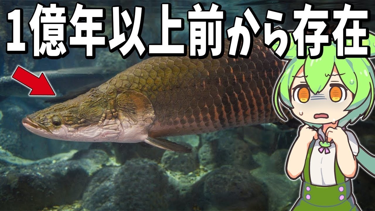 生物の謎7選!ペットショップにいる身近な古代魚【総集編】