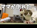 検証!飼い主が急に倒れたら飼い猫はどうするのか?