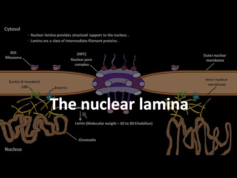 वीडियो: परमाणु लामिना कहाँ स्थित है?
