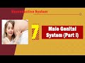       1 الجهاز التناسلي الذكري