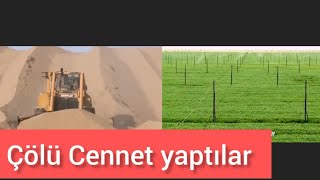 Çin çölü tarım arazisi yapıyor