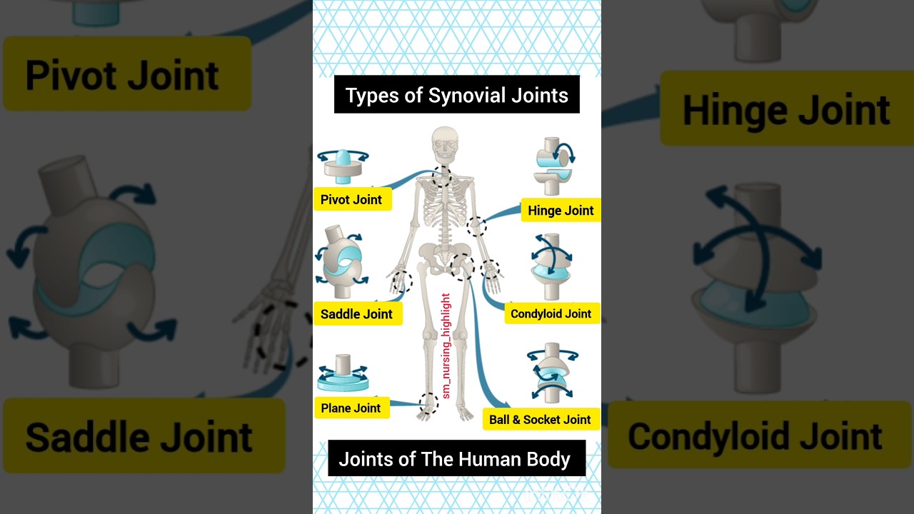 Types Of Joints in The Human Body | Human Body All Joints 