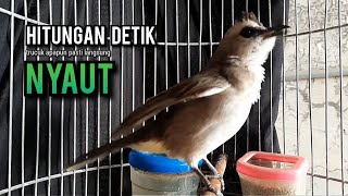 Download Lagu trucukan gacor ROPEL PANJANG buat pancingan trucukan agar bunyi JADIKAN burung trucuk gacor NYAUT MP3