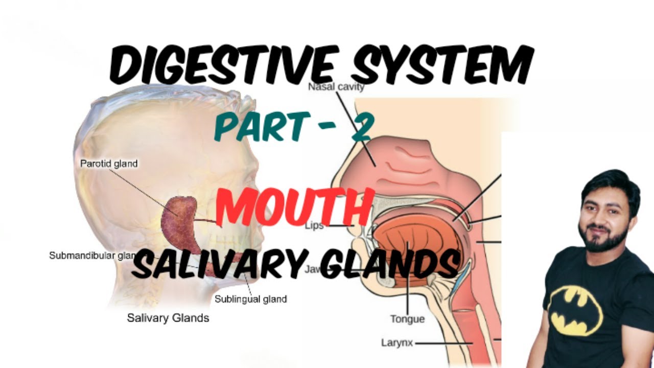 Mouth (Teeth, Tongue) Salivary Gland Digestive System Part 2 in
