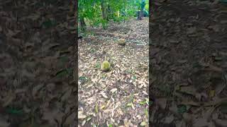 angin kencang menyebabkan buah durian jatuh jatuh