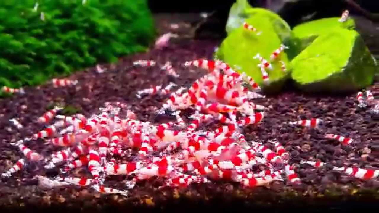 Array Underlegen Hver uge Caridina cantonensis sp. Crystal Red - YouTube