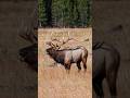 Sounds Of Elk Bugle Elk Rutting Calls 