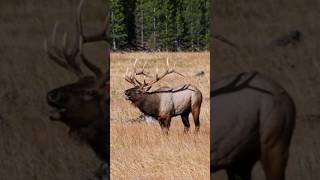 Sounds Of Elk Bugle Elk Rutting Calls