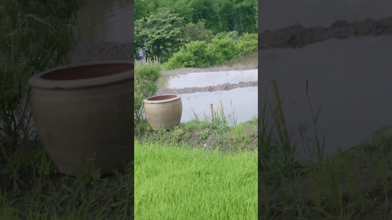 Rice Planting Preparation in Northern Thailand 