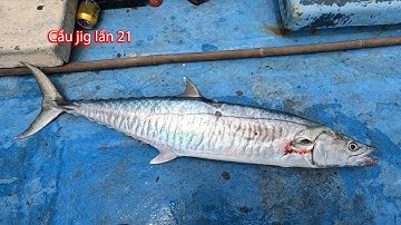 Câu jig lần 21: ĐI CÂU JIG MÀ ĂN GÀ!!!